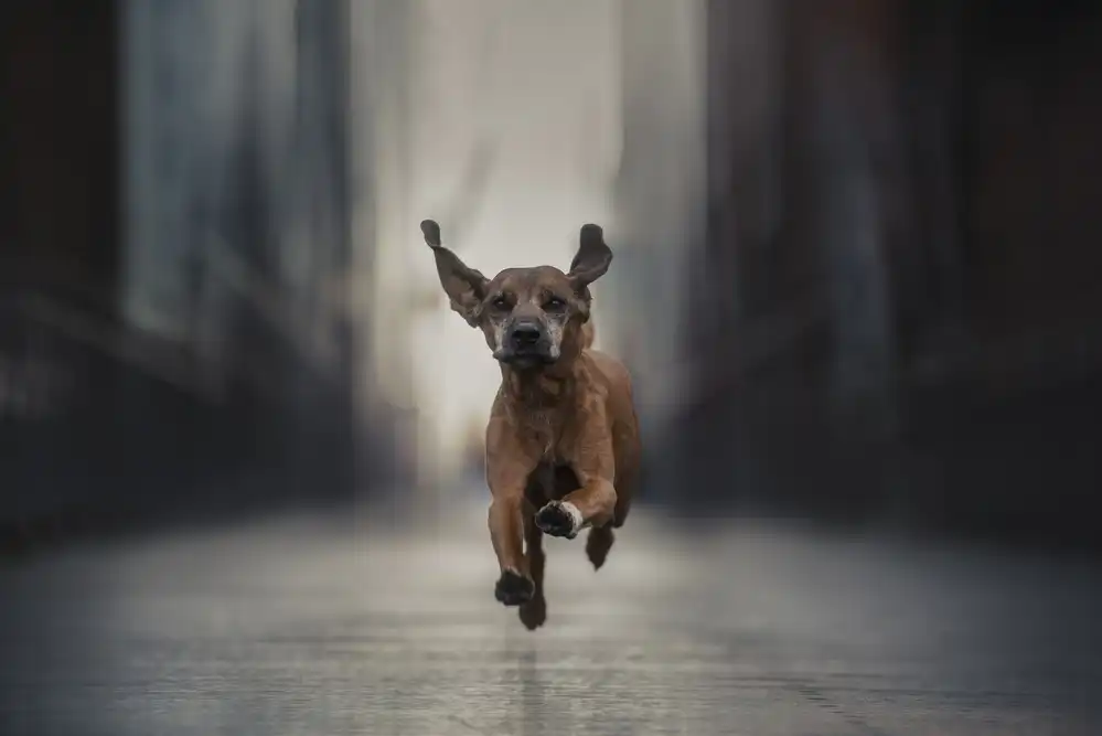 Willers, Heike: Run like the Wind (Vol. II)