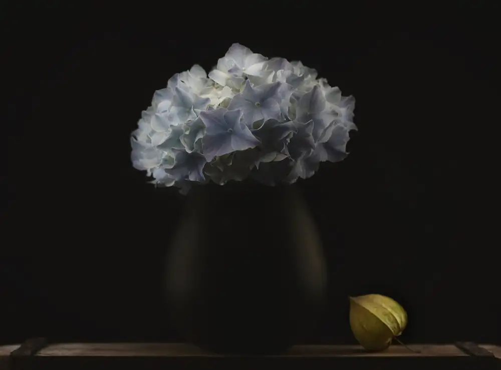 Grønkjær, Lotte: Hydrangea and vase