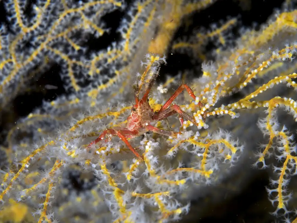 Tov, Ben Ilan: Decorator Crab