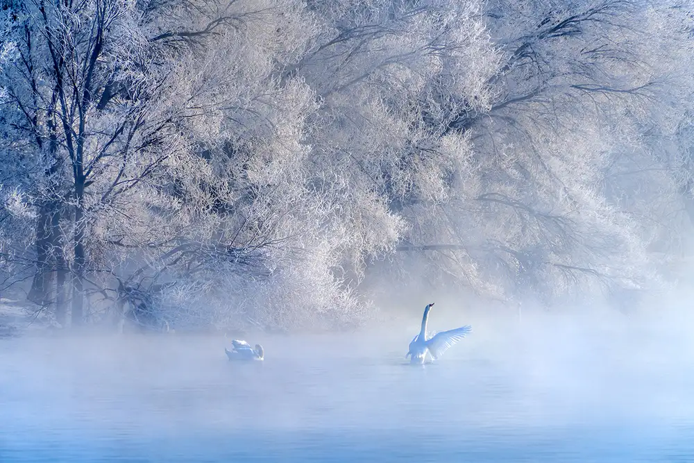 Zhu, Hua: Swan Lake