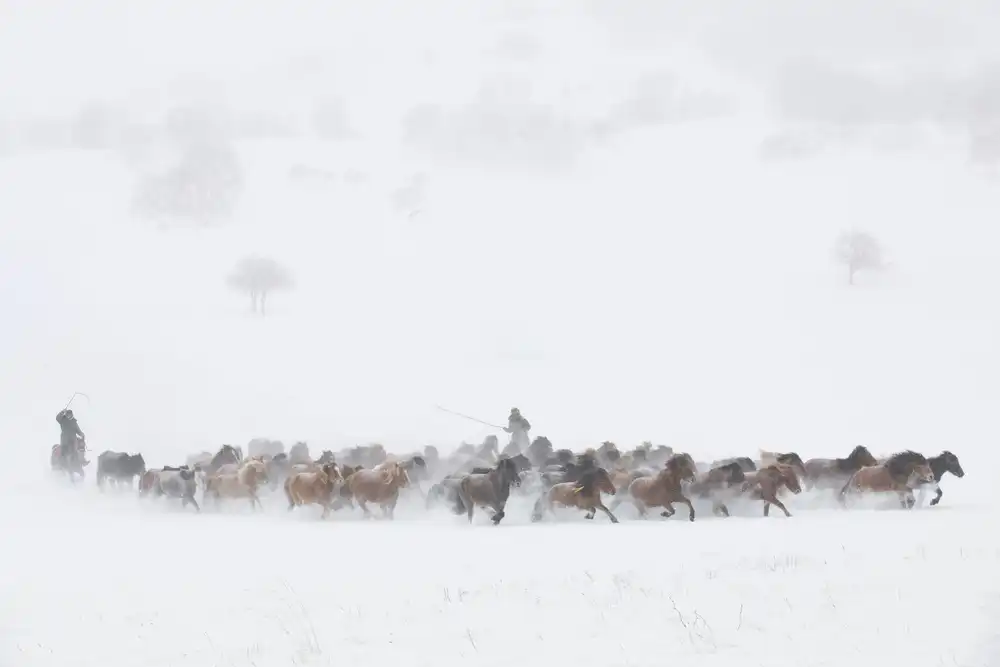 Xu, Tony: Pâturages d'hiver