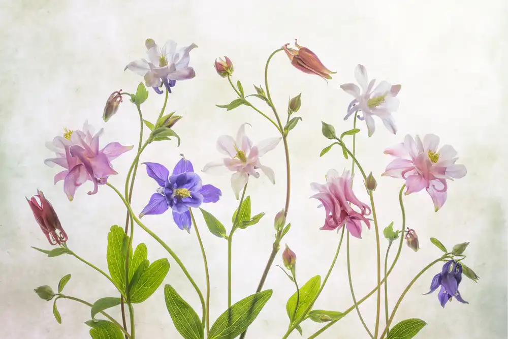 Disher, Mandy: Columbine
