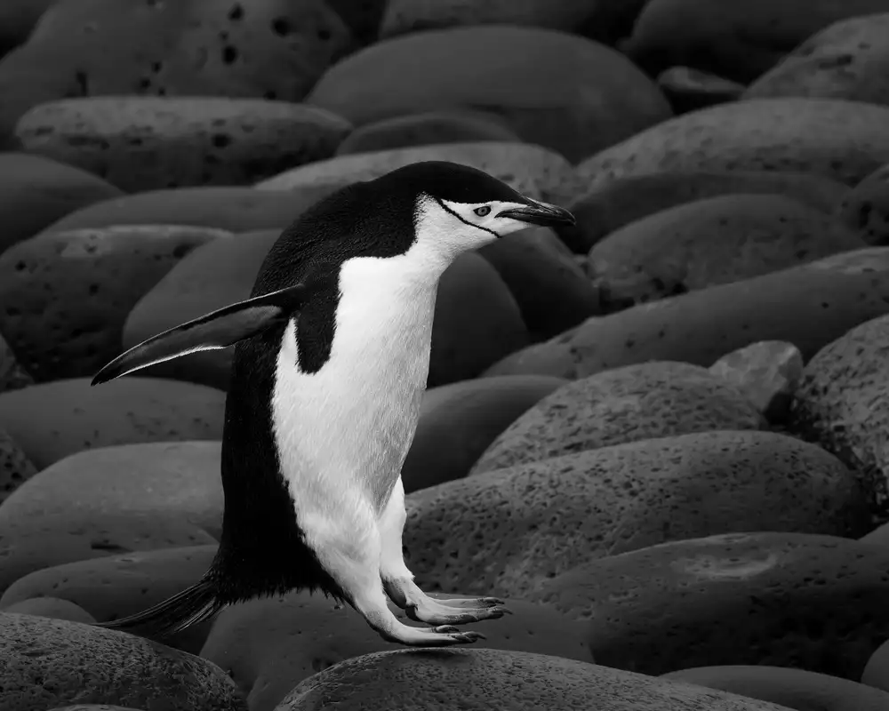 Feng, Young: Chinstrap penguin