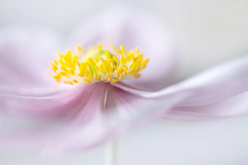 Disher, Mandy: Anemone