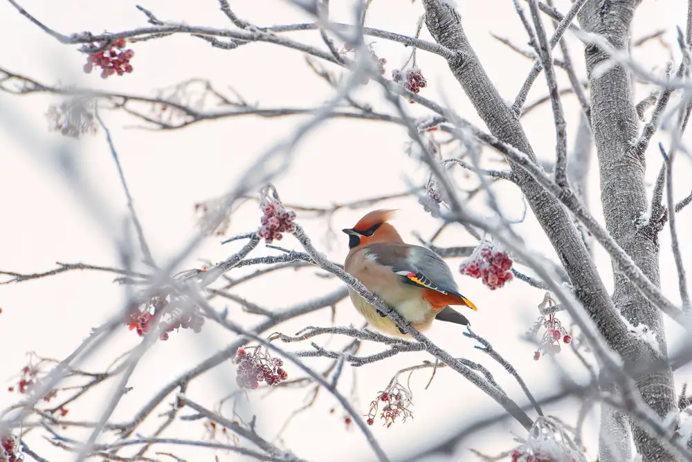 Selezenev, Konstantin: Waxwing