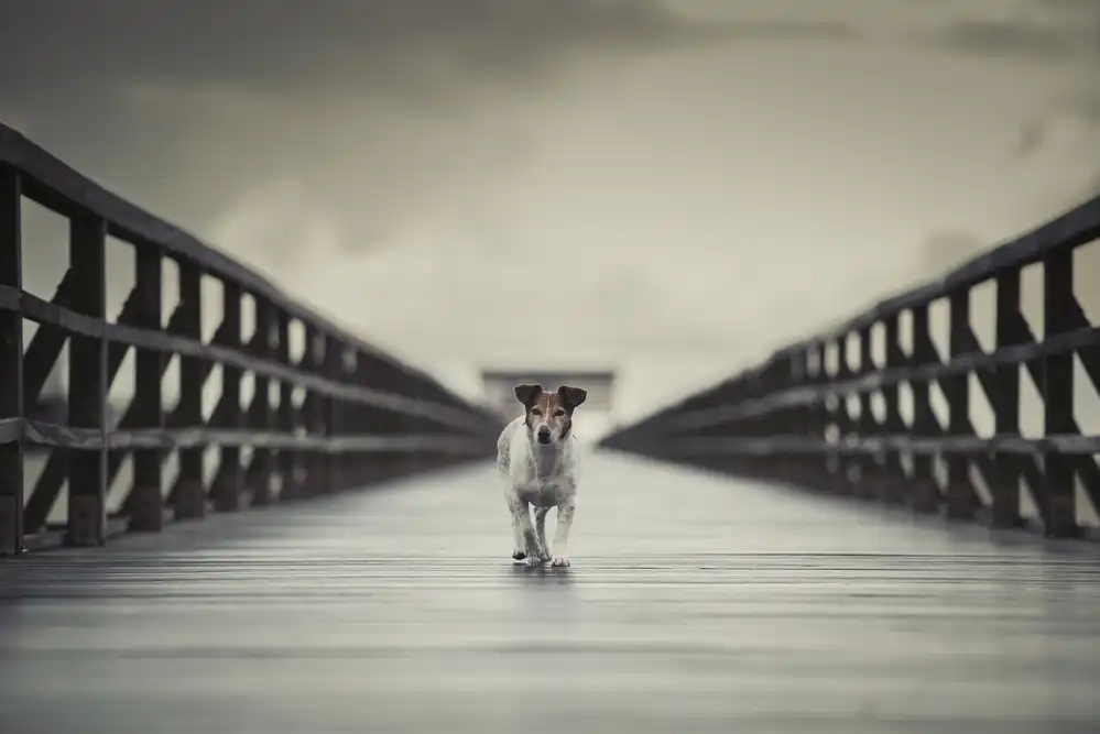 Willers, Heike: The Bridge