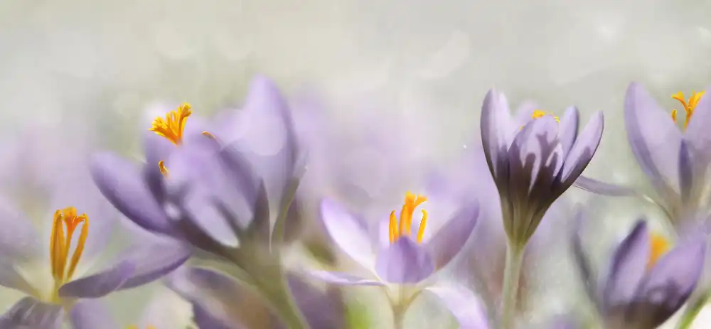 Westum, Heidi: Flores de primavera
