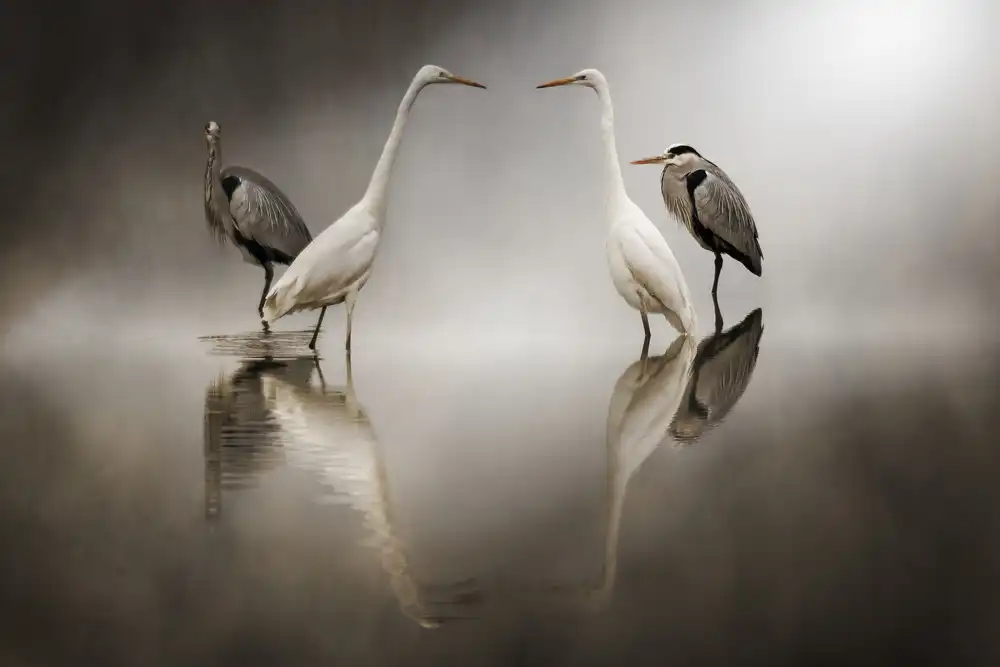 Panizza, Ghizzi Alberto: Challenges in the snow