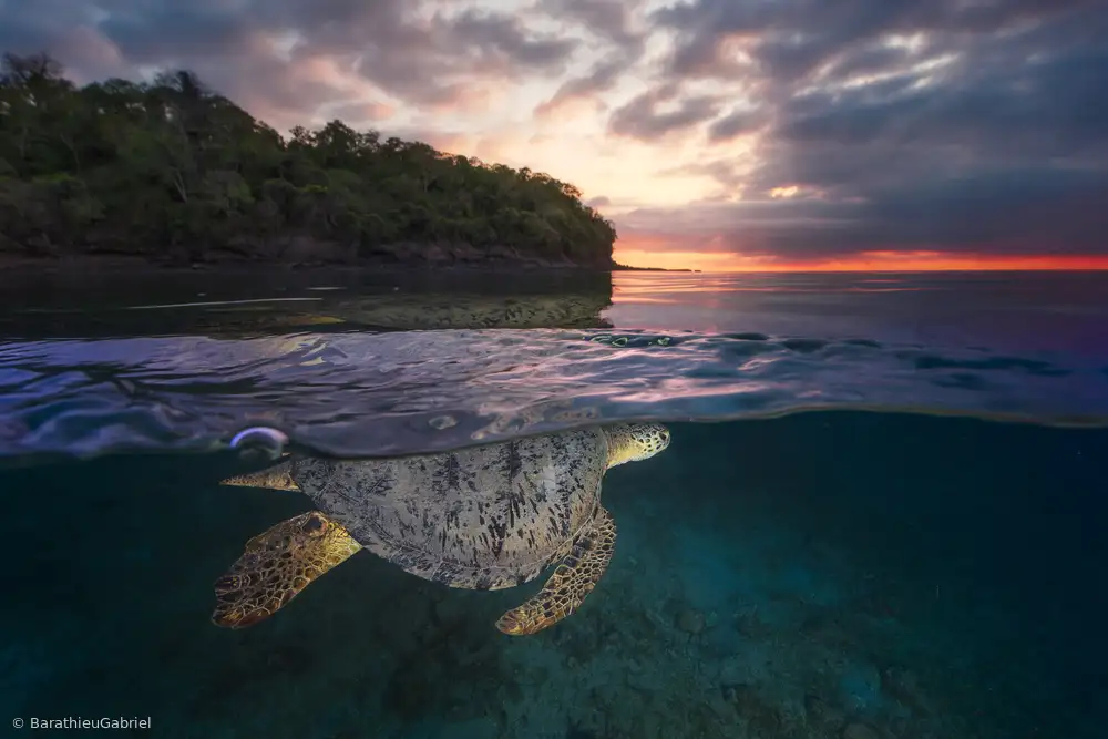 Gabriel, Barathieu: Over the surface - Sea Turtle