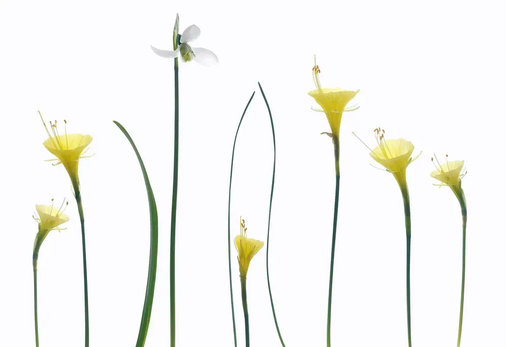 Grønkjær, Lotte: Spring flowers