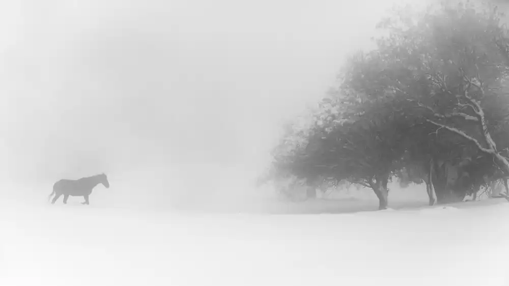 Eliash, Tomer: Lone horse