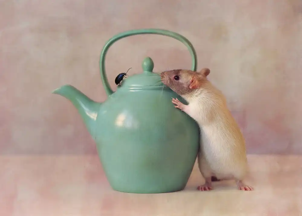 Deelen, van Ellen: The Teapot