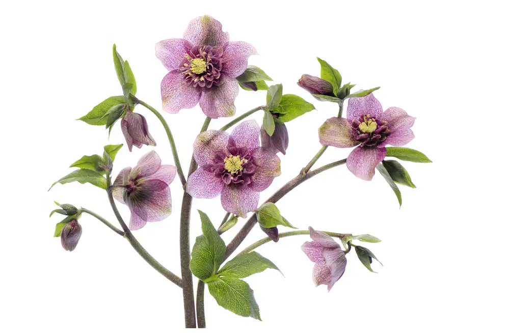 Parker, Jacky: Elleboro TuTu