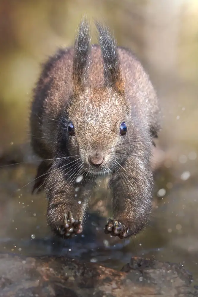 Panizza, Ghizzi Alberto: The jump of the squirrel