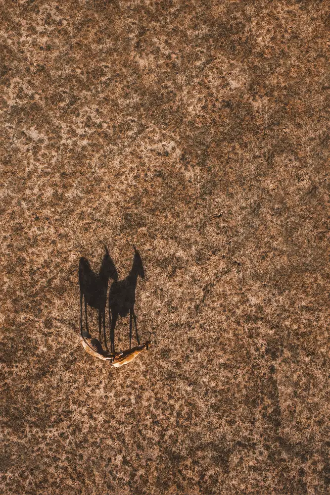 Tianqi: Follow like a shadow