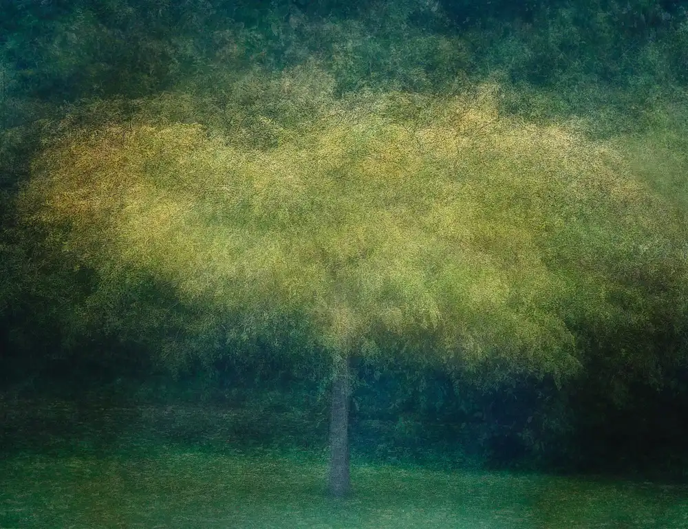 Holmström, Katarina: Un albero