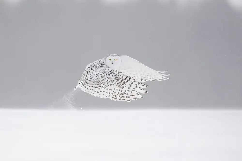 Pozzi, Marco: The take-off