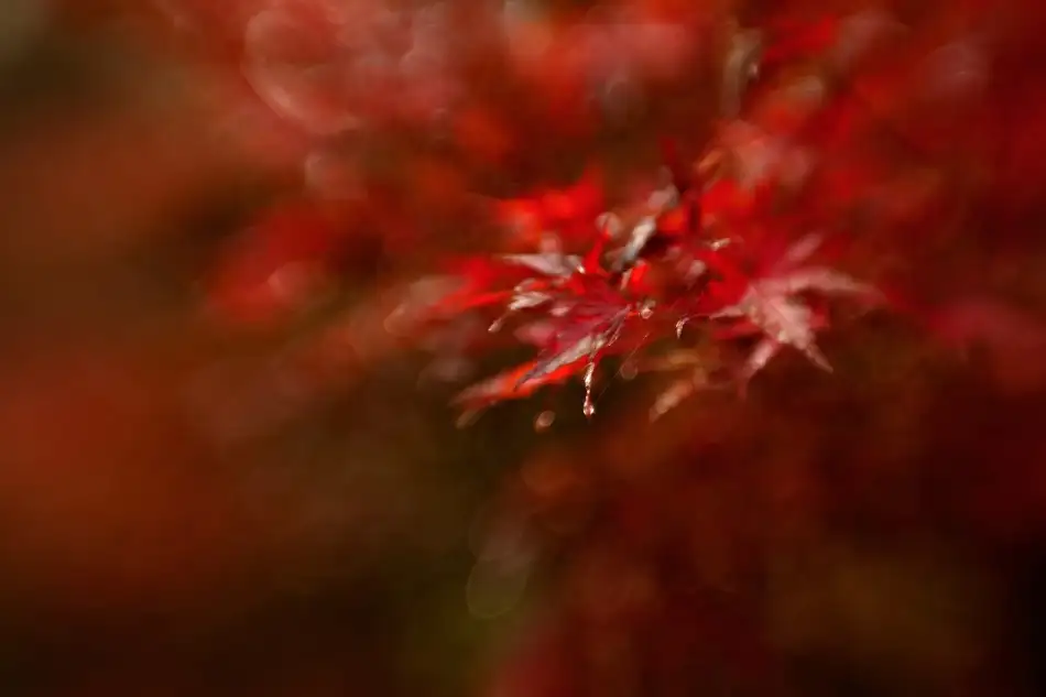 Brackstone, Mel: Maple