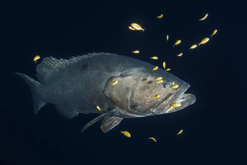 Gabriel, Barathieu: Giant grouper