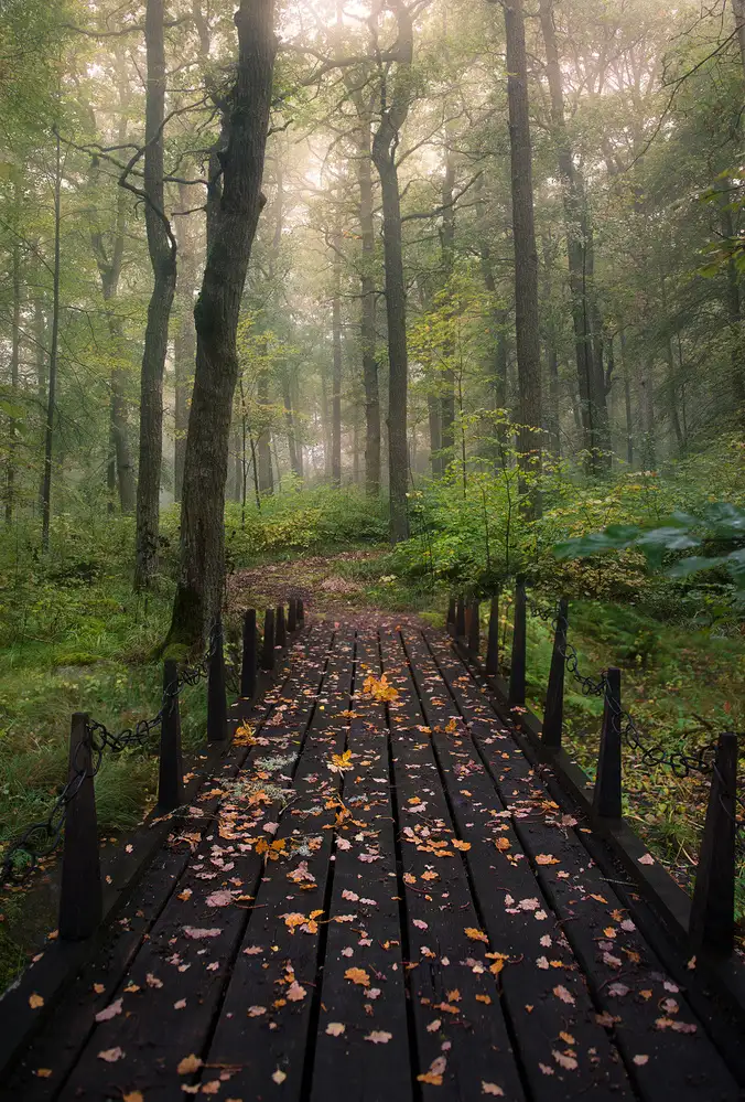 Lindsten, Christian: Misty morning