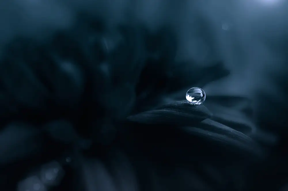 Pamungkas, Edy: Dew in The Dark