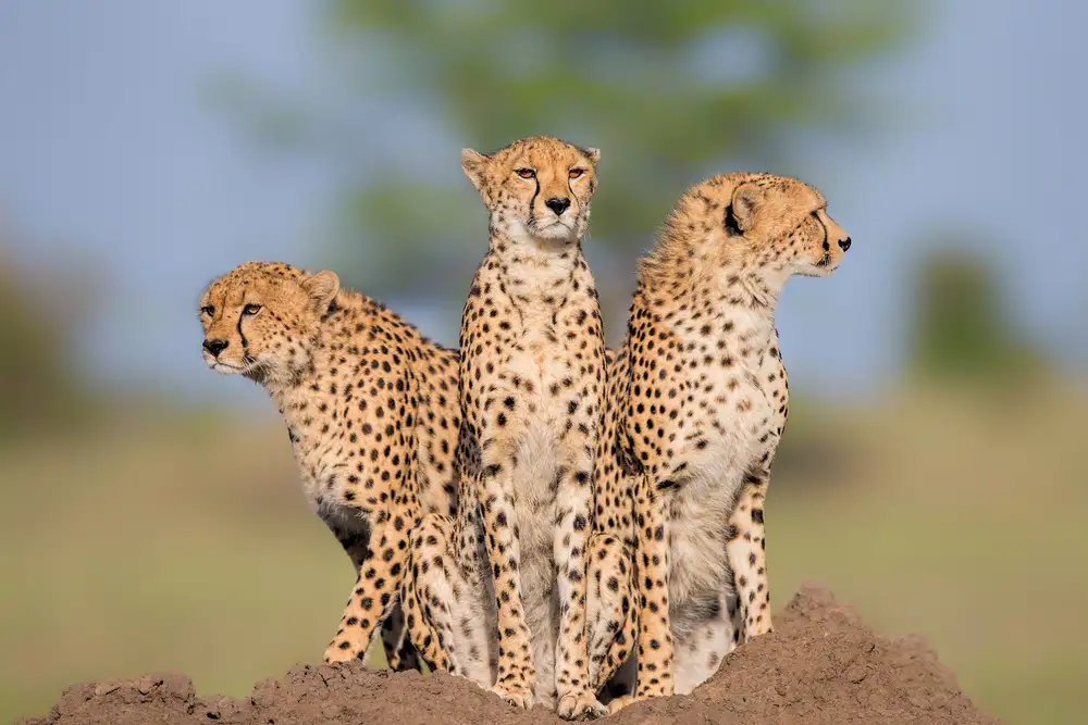 Zuo, Jun: Cheetah Malaika e i suoi due ragazzi