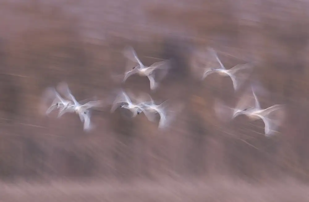 Deng, Larry: Tundra Swans in action