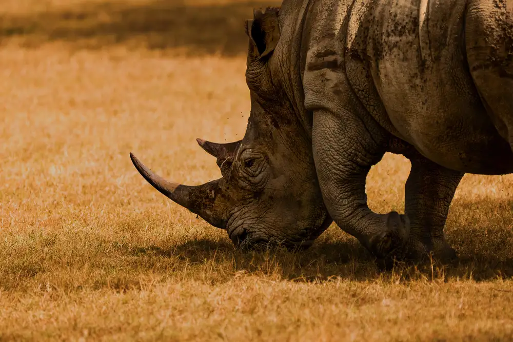 Mei, Massimo: White rhino