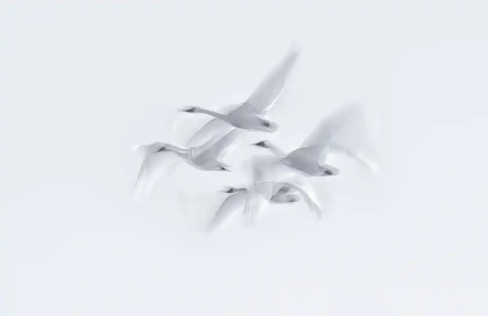 Deng, Larry: Cigno in azione