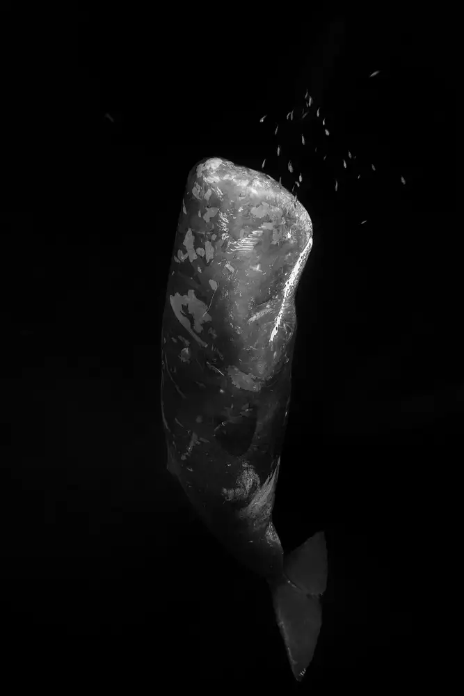 Gabriel, Barathieu: Black and whale
