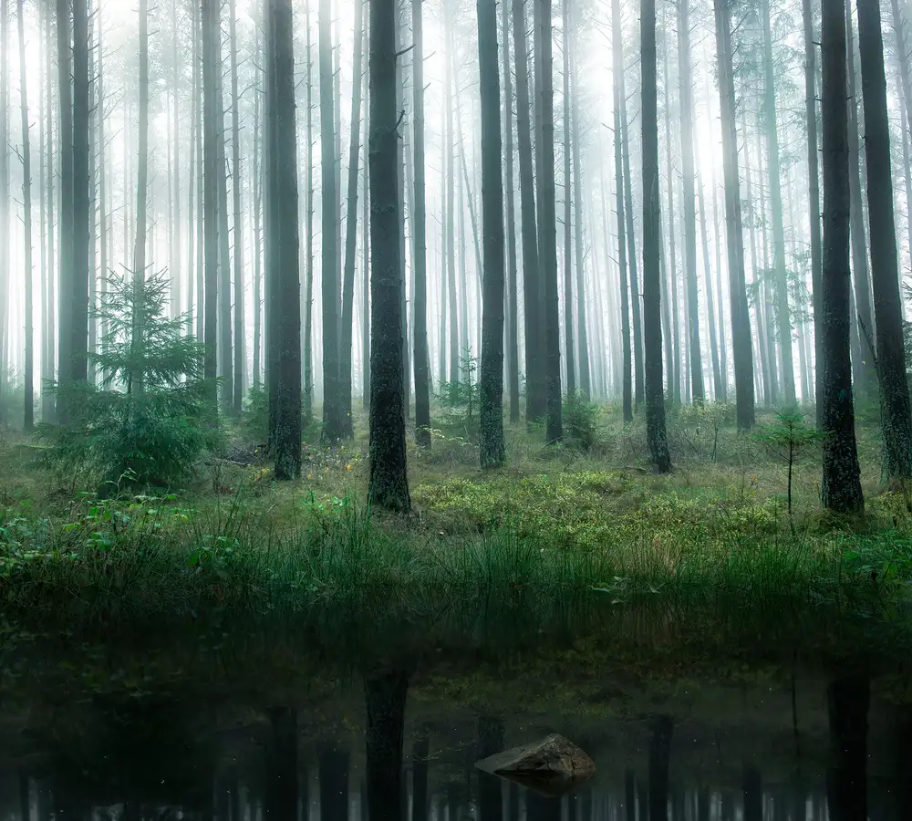 Lindsten, Christian: Lake in forest
