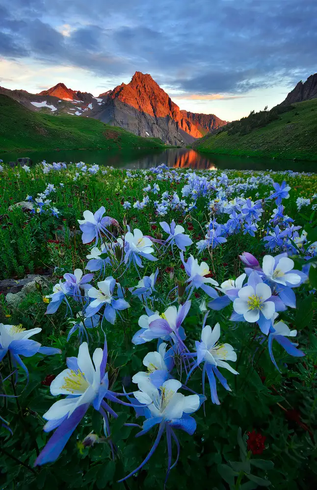 Xu, Mei: Blaues Columbine-Paradies