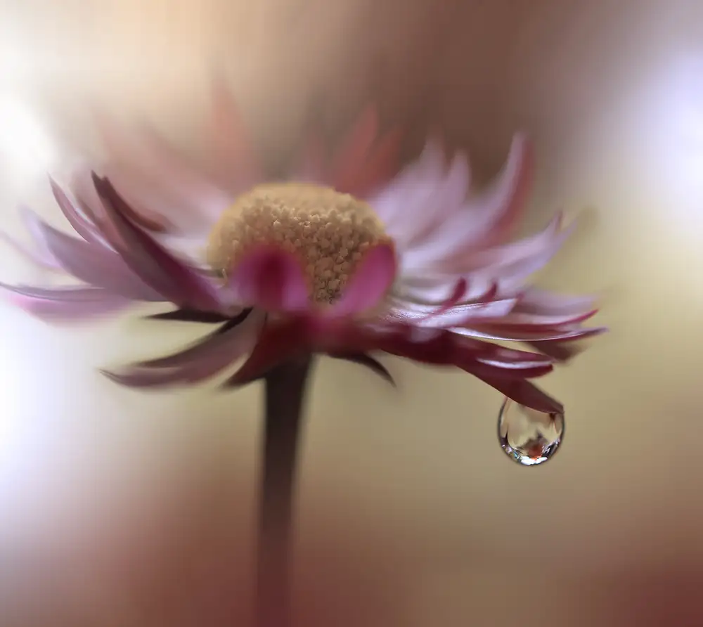 Nan, Juliana: Tears of Time..