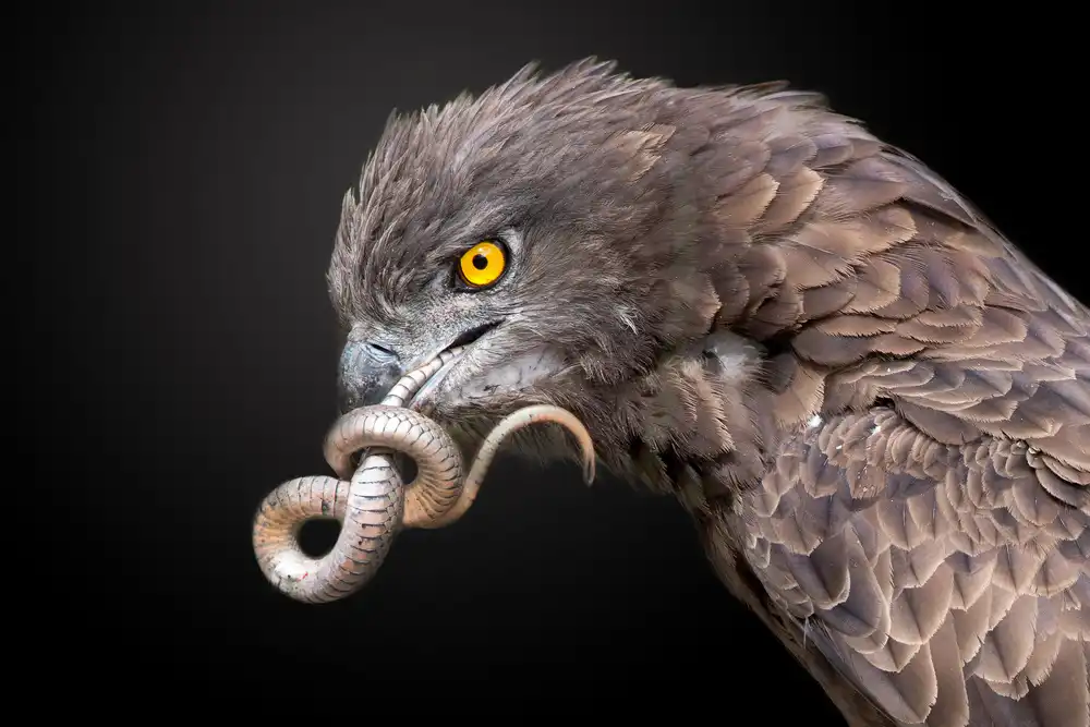 Catta, Alessandro: Schlangenadler