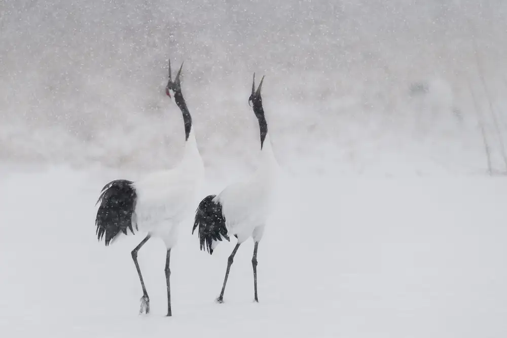 Marchegiani, Roberto: Japanes Cranes