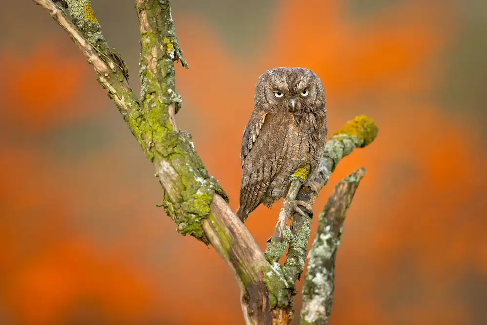 Zygmunt, Milan: Eurasian scops owl
