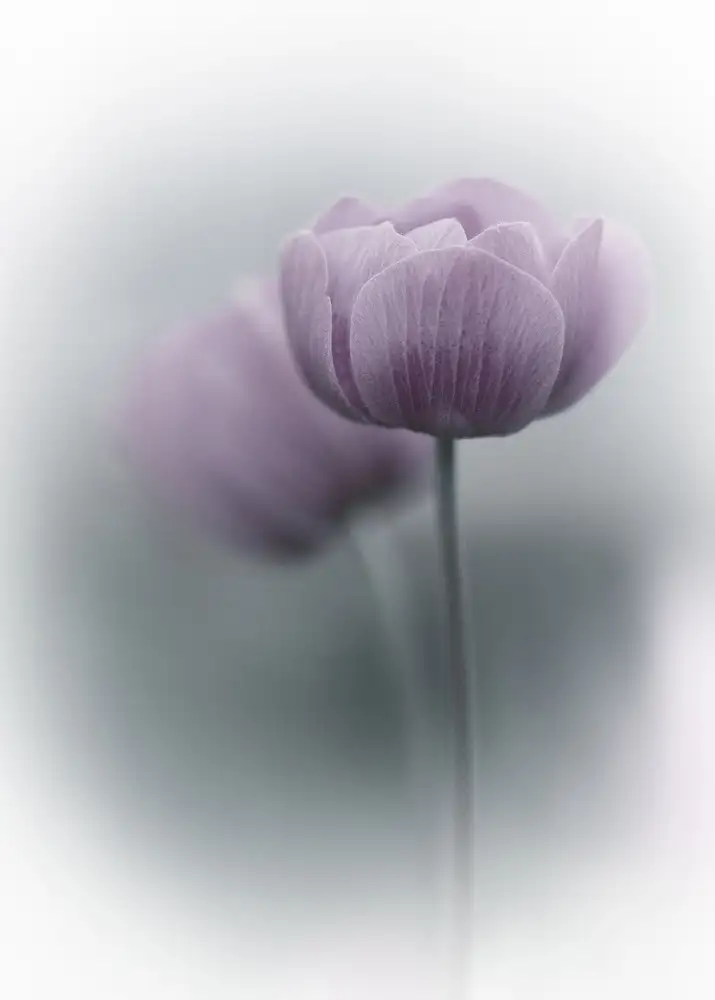 Bamboo, Purple: Purple Tulip