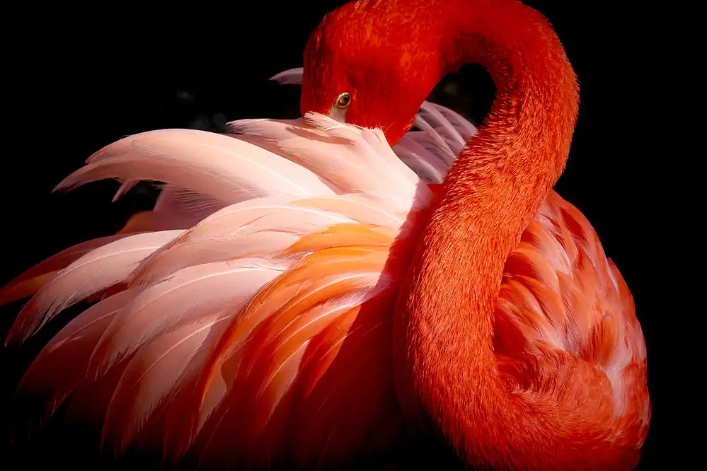 Nishikura, Makoto: flamingo
