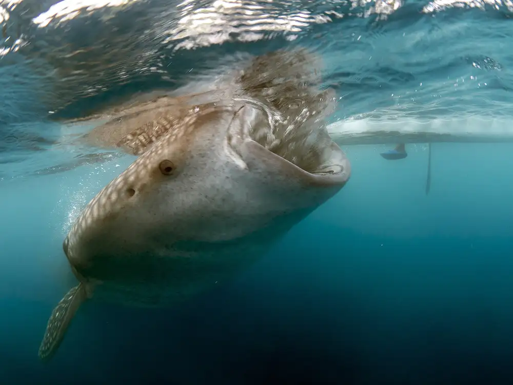 Tov, Ben Ilan: Whale Shark