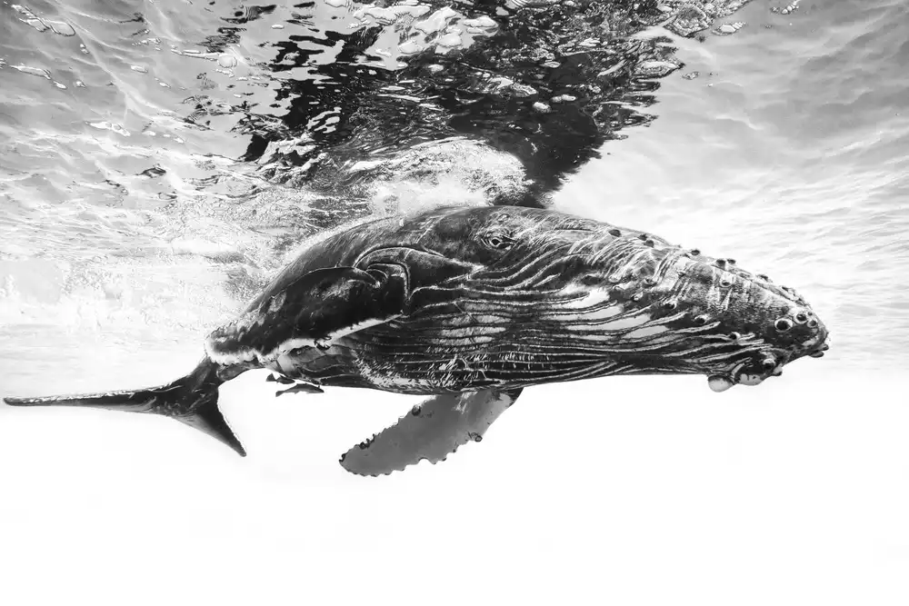 Gabriel, Barathieu: Humpback whale calf