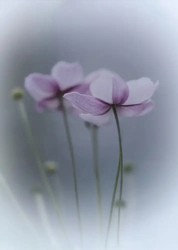 Bamboo, Purple: Purple Delight