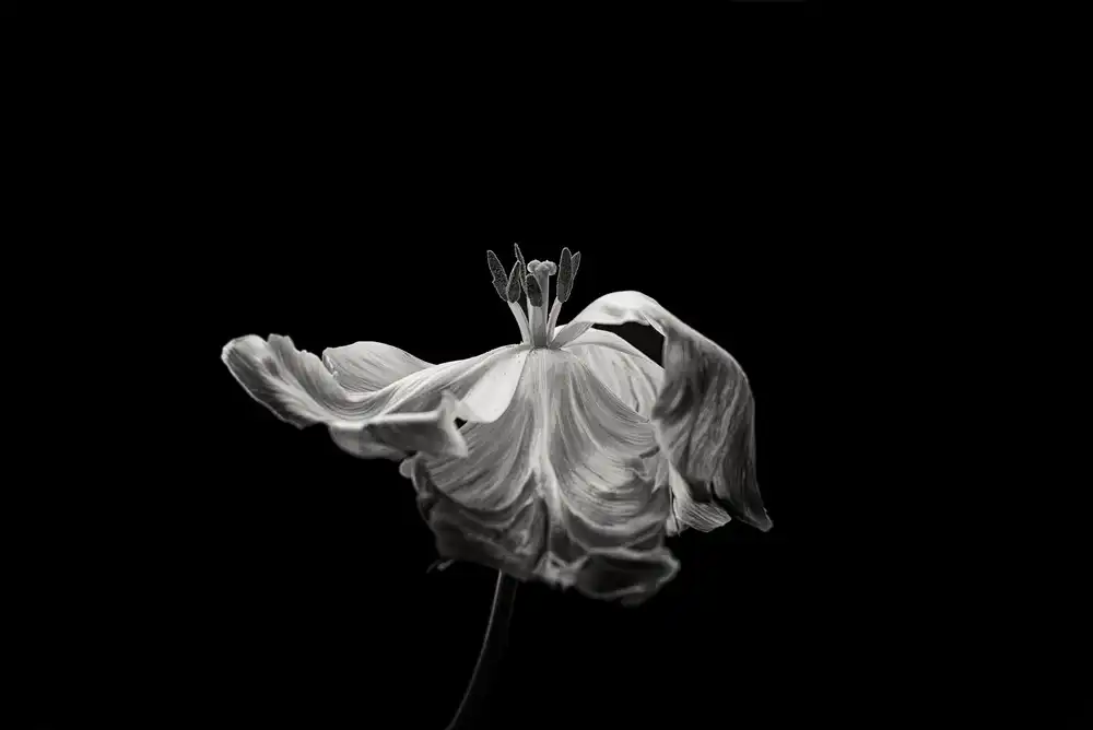 Grønkjær, Lotte: Tulipe