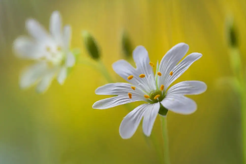 Disher, Mandy: Stitchwort