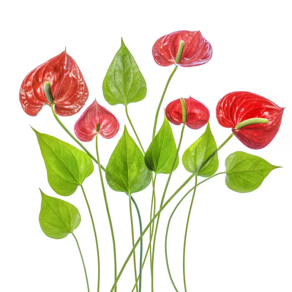 Disher, Mandy: Anthurium