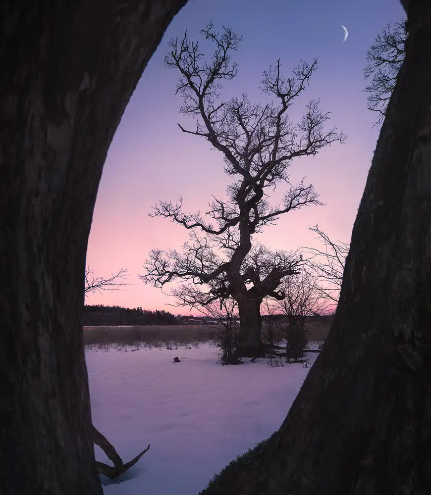 Lindsten, Christian: Oaktree during blue hour