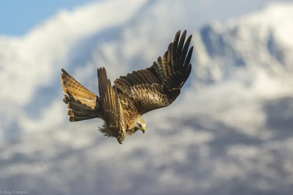 Cooper, Ray: Kite manoeuvre