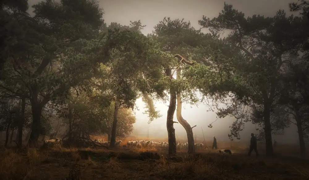 Dingemans, Saskia: Souvenir brumeux du passé