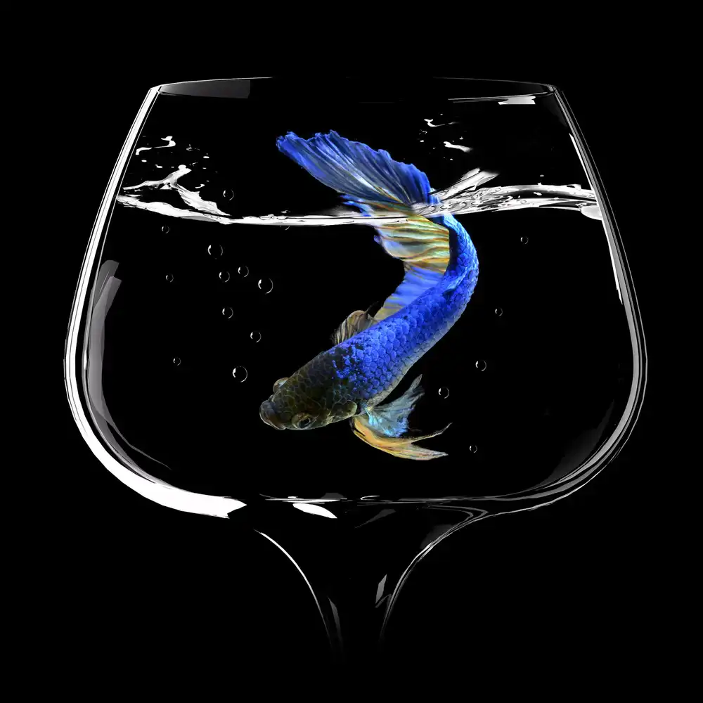 Bunjamin, Antonyus: Betta-Fisch-Tanz