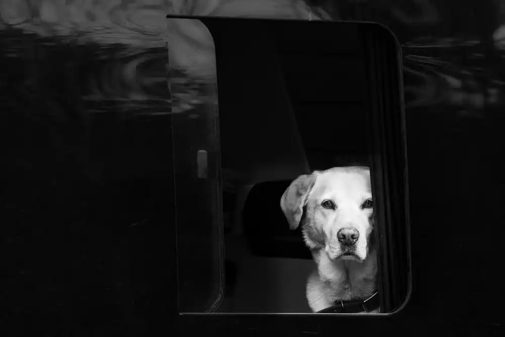 Dvorak, Petra: white dog in black van