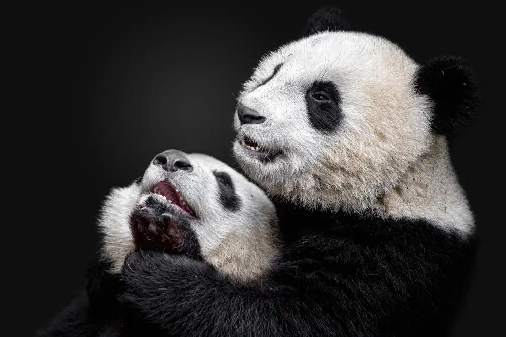 Catta, Alessandro: Pandas